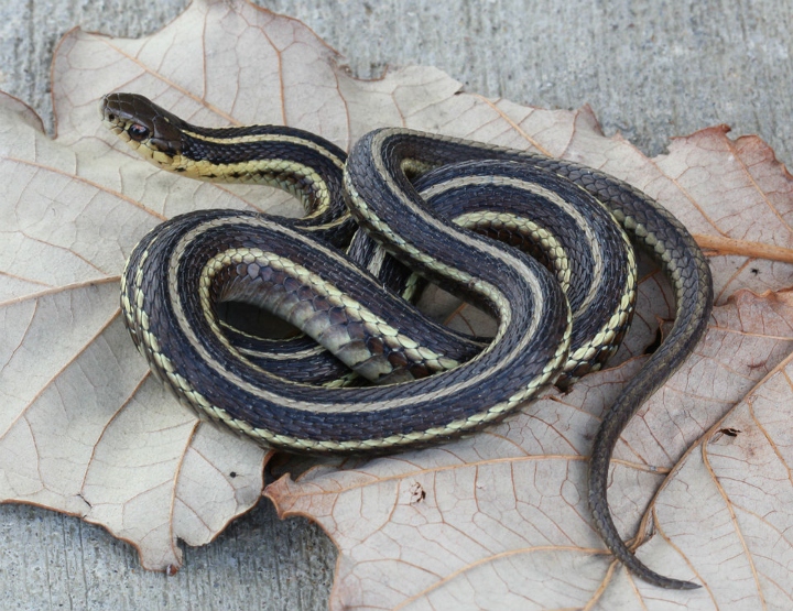 Butler's Garter Snake